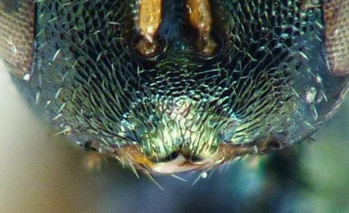 Cyclogastrella clypealis